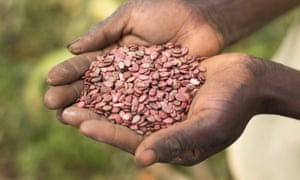 Watermelon seeds are readied for planting as part of an aid project in Rwanda. 